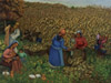 Сбор кукурузы