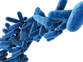 Насколько вредны антибиотики и чем полезны средства с бактериофагами?