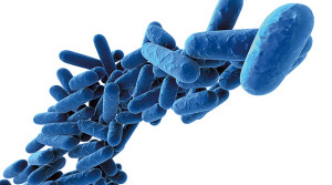 Насколько вредны антибиотики и чем полезны средства с бактериофагами?